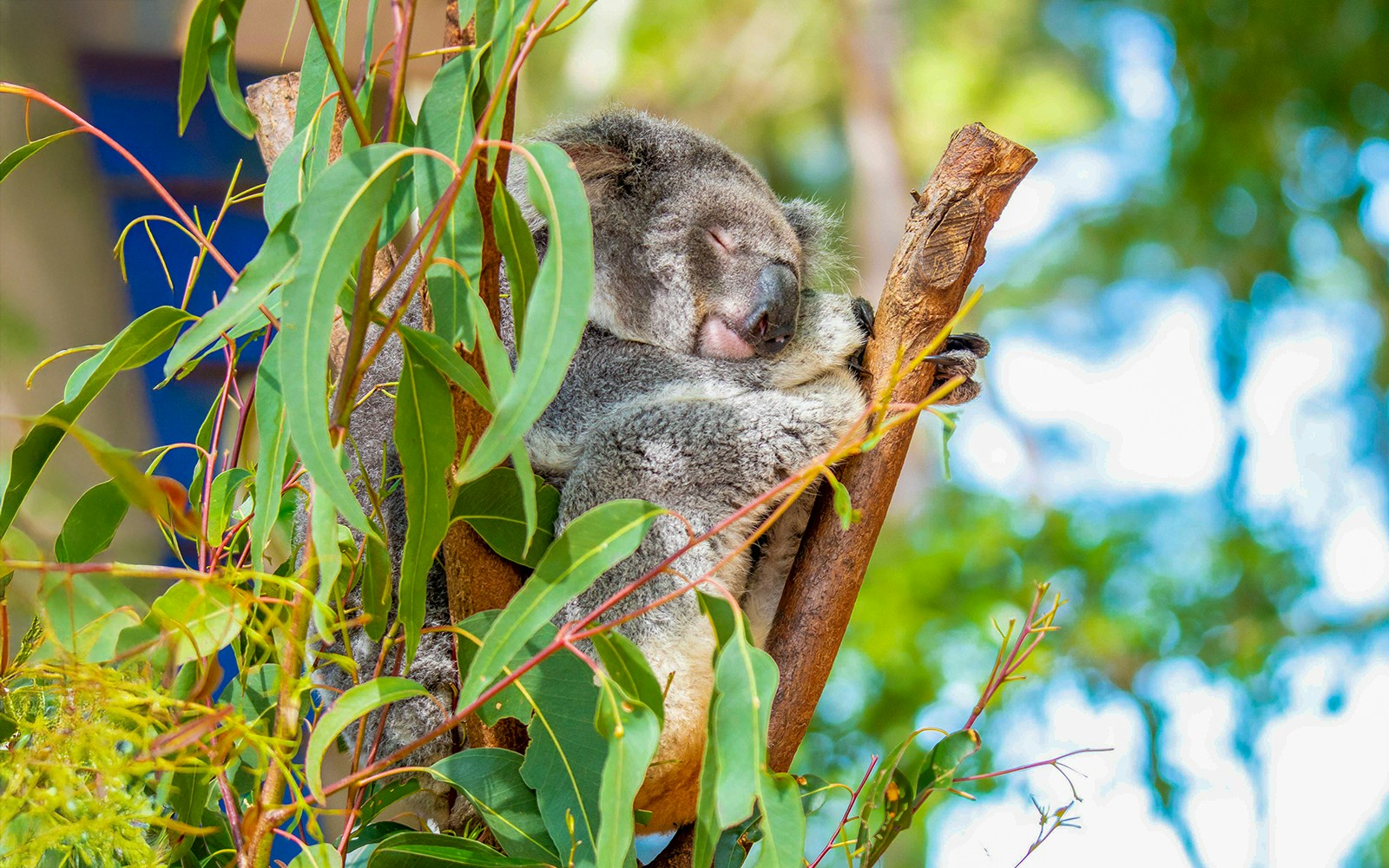 Koala resting in a tree at Woodlands Habitat, Dreamworld, Gold Coast.