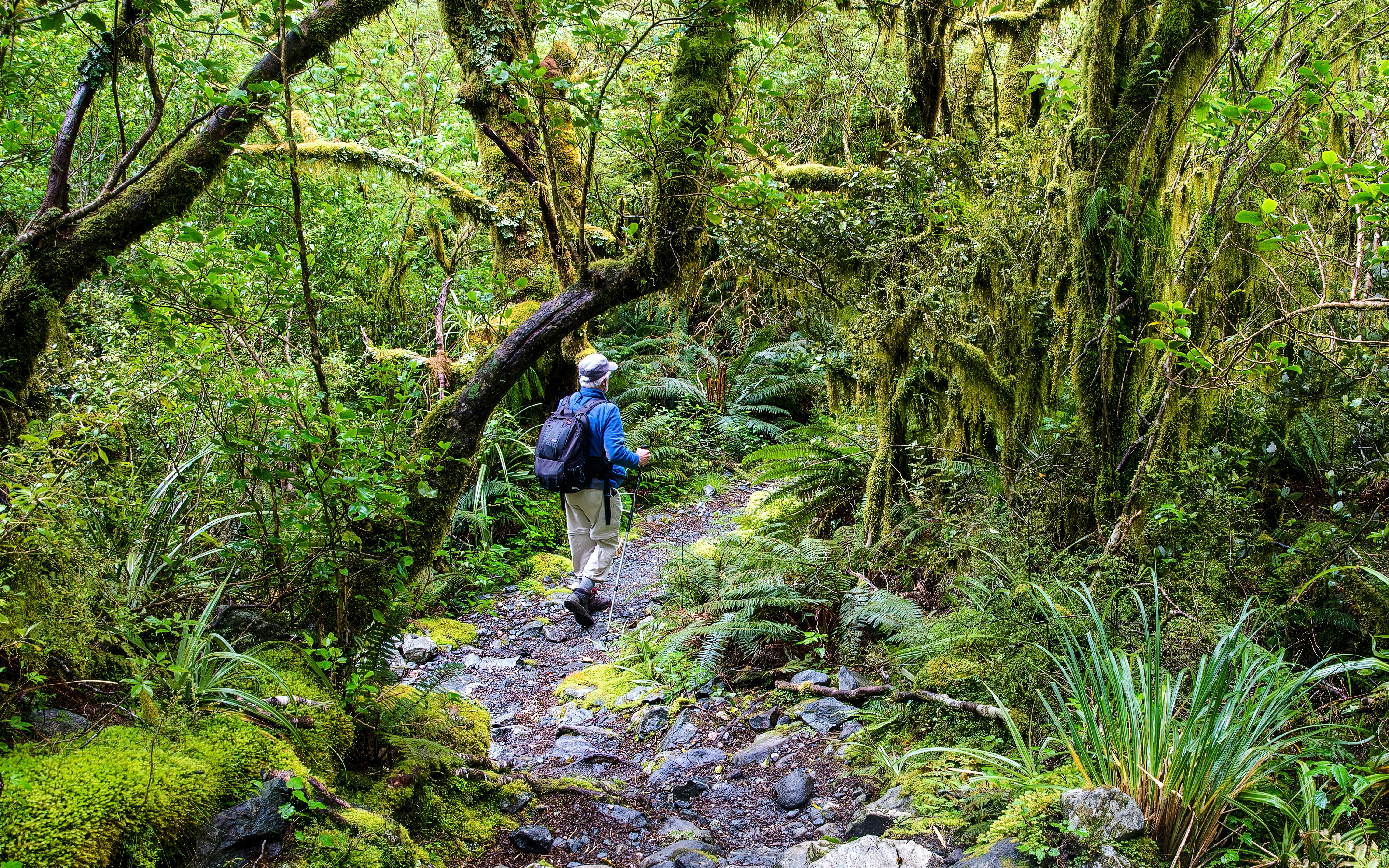 tourists on wilderness hikes in Milford Sound