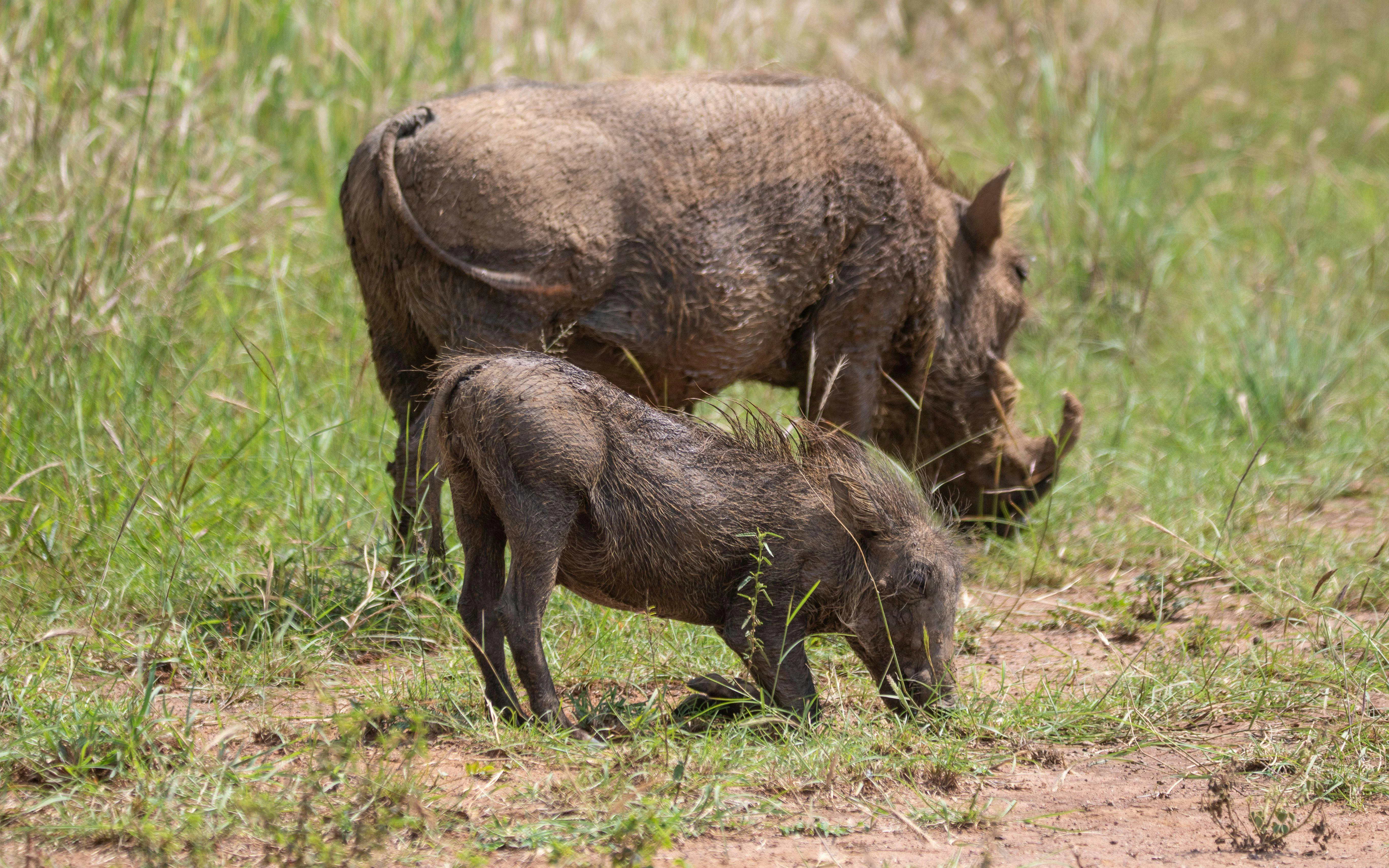 Warthogs grazing at Giraffe Centre, Nairobi.