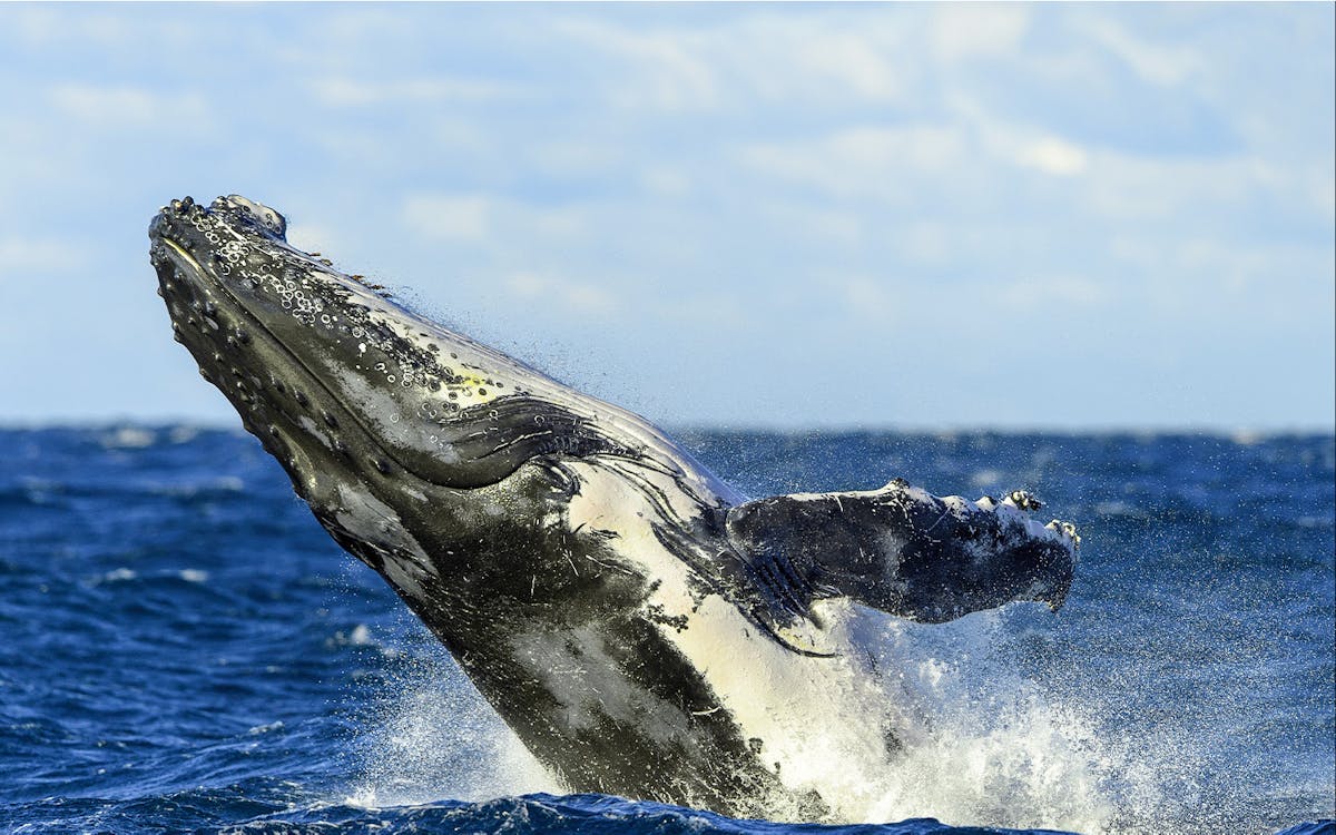 taronga zoo & whale watching cruise combo-4 taronga zoo & whale watching cruise combo-4