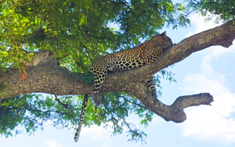 from zanzibar: 4-day mikumi national park safari & udzungwa waterfall hike-3
