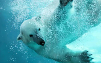 Polar bear swimming underwater at Hokkaido's Shirogane Blue Pond.