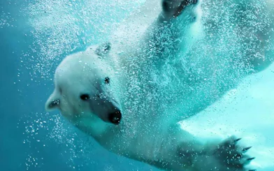 Polar bear swimming underwater at Hokkaido's Shirogane Blue Pond.