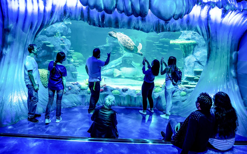Visitors observing a sea turtle at the reef display in SEA LIFE Sydney Aquarium.