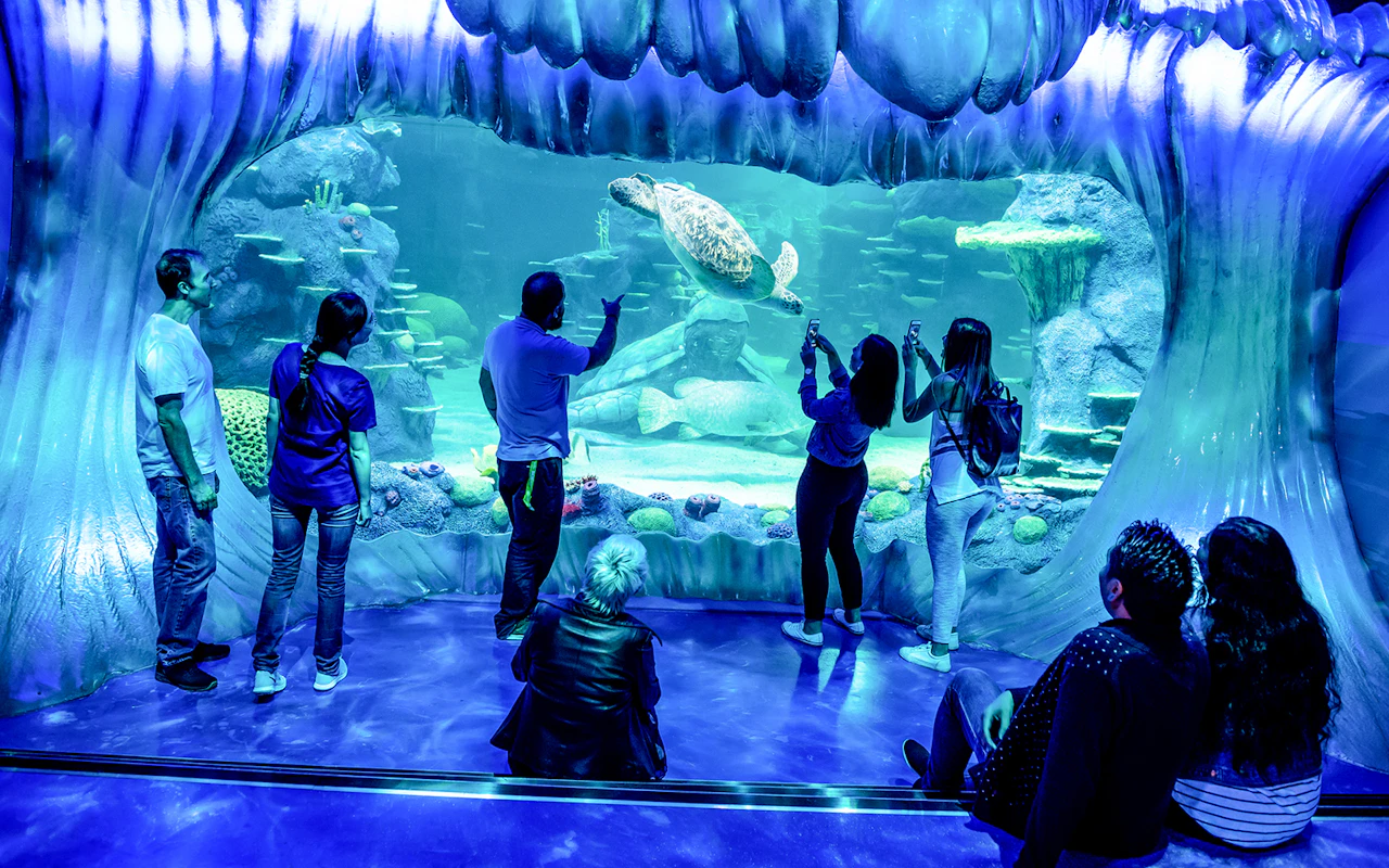 Ingressos para o Shark Dive Xtreme no SEA LIFE Sydney Aquarium — 4