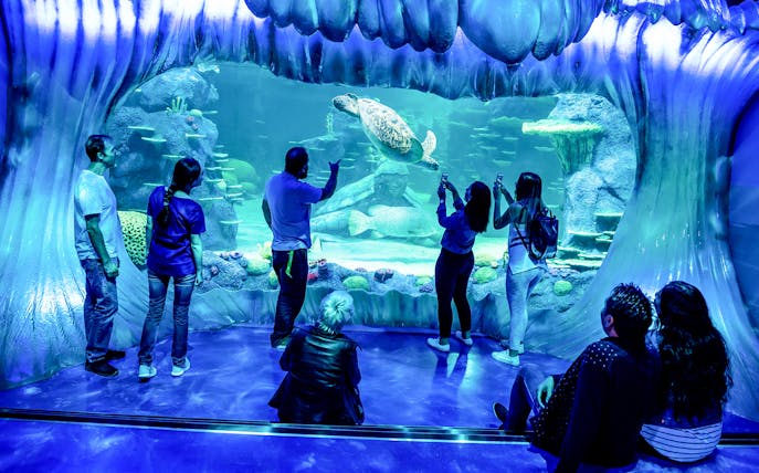 Visitors observing a sea turtle at the reef display in SEA LIFE Sydney Aquarium.