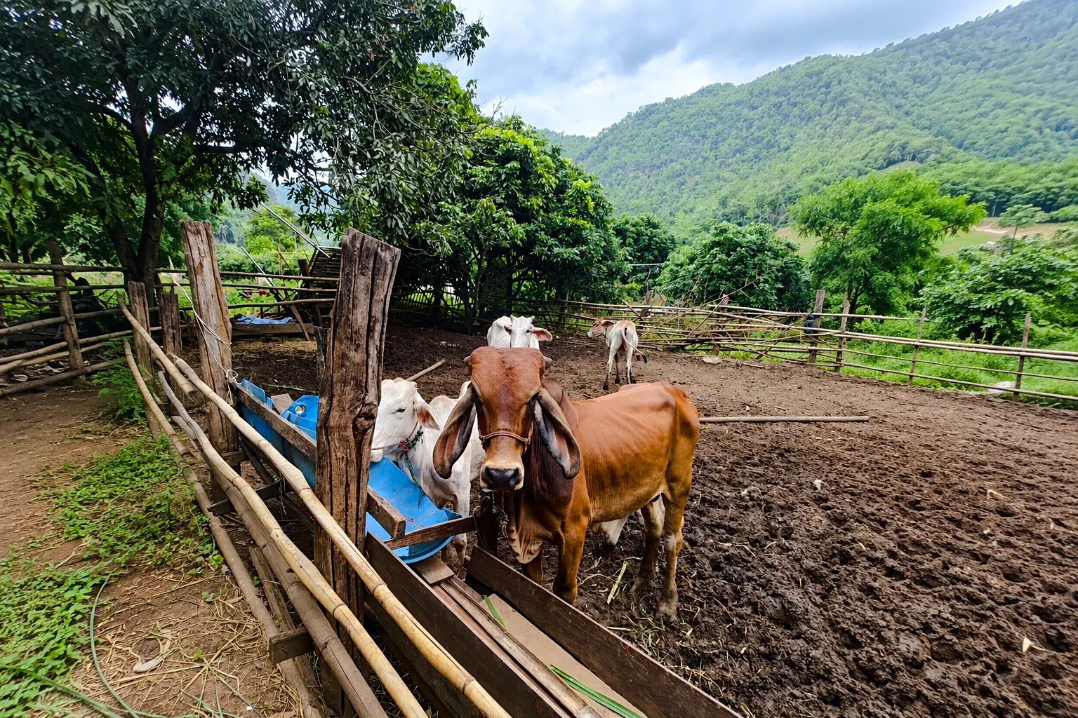 From Chiang Mai: Chiang Dao Cave and Hill Tribe Villages Tour