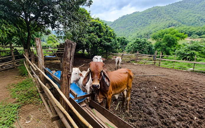 From Chiang Mai: Chiang Dao Cave and Hill Tribe Villages Tour
