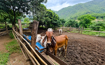 fra chiang mai: tur til chiang dao-hulen og landsbyene til fjellstammene-7