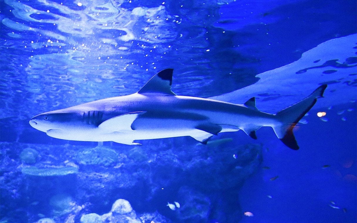 Shark swimming in a tank at Maxell Aqua Park Shinagawa, Tokyo.
