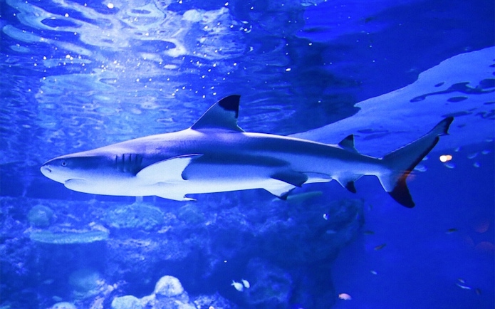 Shark swimming in a tank at Maxell Aqua Park Shinagawa, Tokyo.