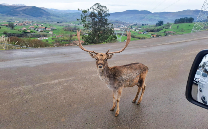 Deer standing on a road with Cabárceno Nature Park landscape in the background.
