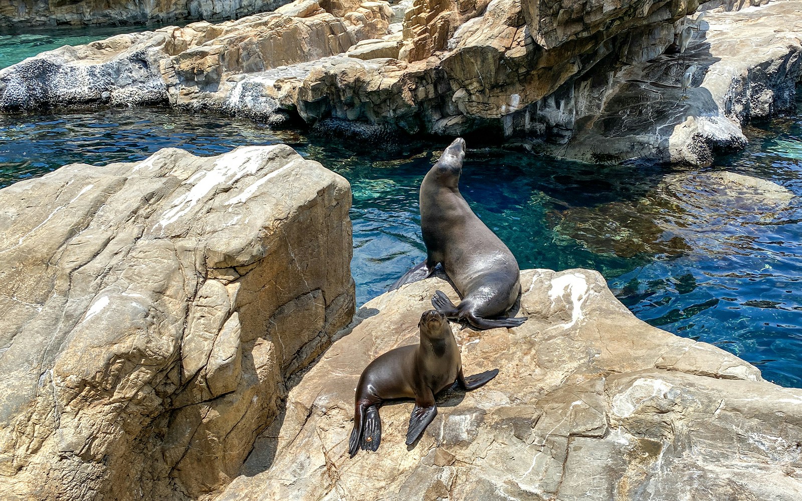 Mother and pup sea lion resting on rocks at Seaworld, Orlando, Florida.