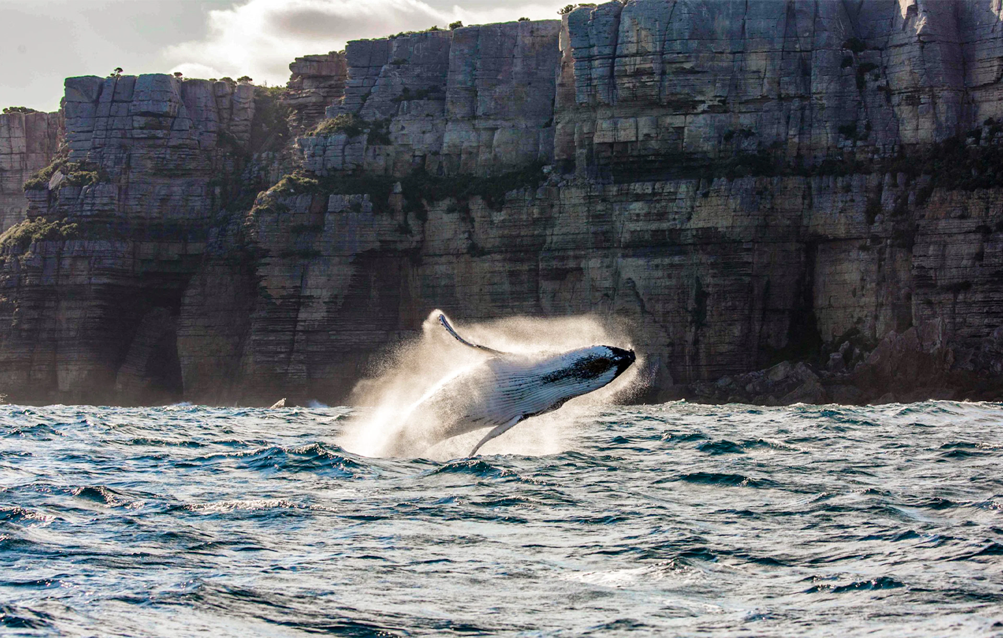 Whale breaching near cliffs off Sydney coast.
