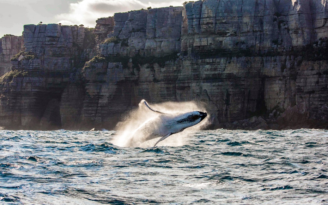 Whale breaching near cliffs off Sydney coast.