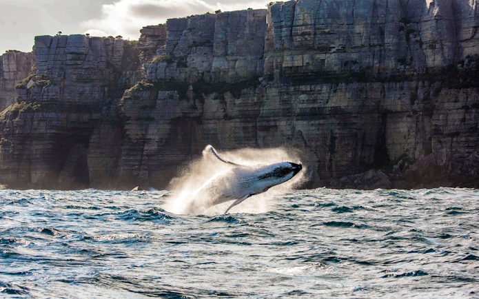 Whale breaching near cliffs off Sydney coast.