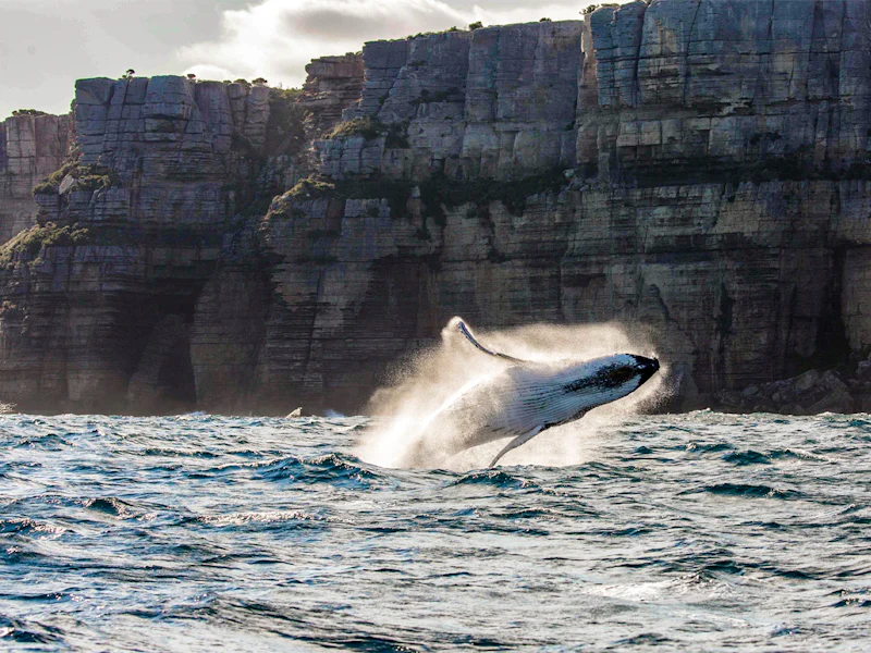 Sydney Whale Watching Cruise With Breakfast Or Optional Lunch - Sydney