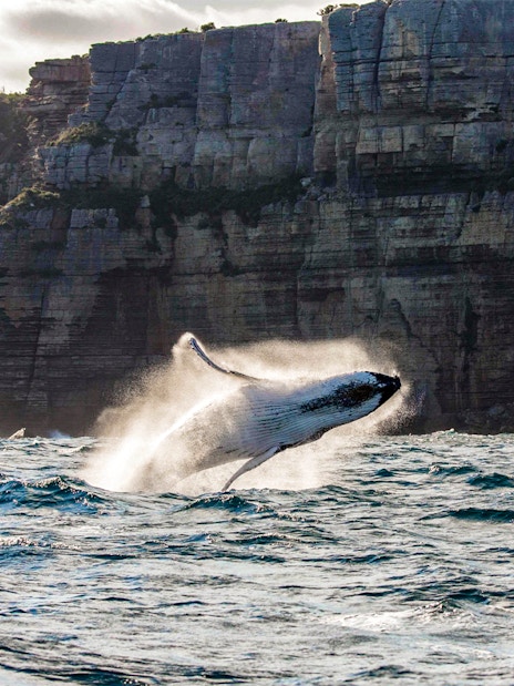Whale breaching near cliffs off Sydney coast.