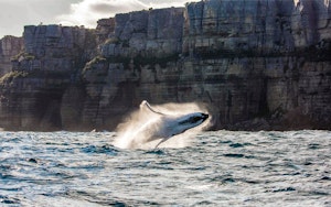 Observación de ballenas en Sídney