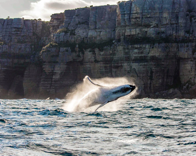 Sydney Whale Watching Cruise with Brekkie/ BBQ Lunch