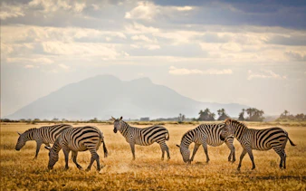 Zebras grazing in Amboseli National Park with Mount Kilimanjaro in the background, day tour from Mombasa.