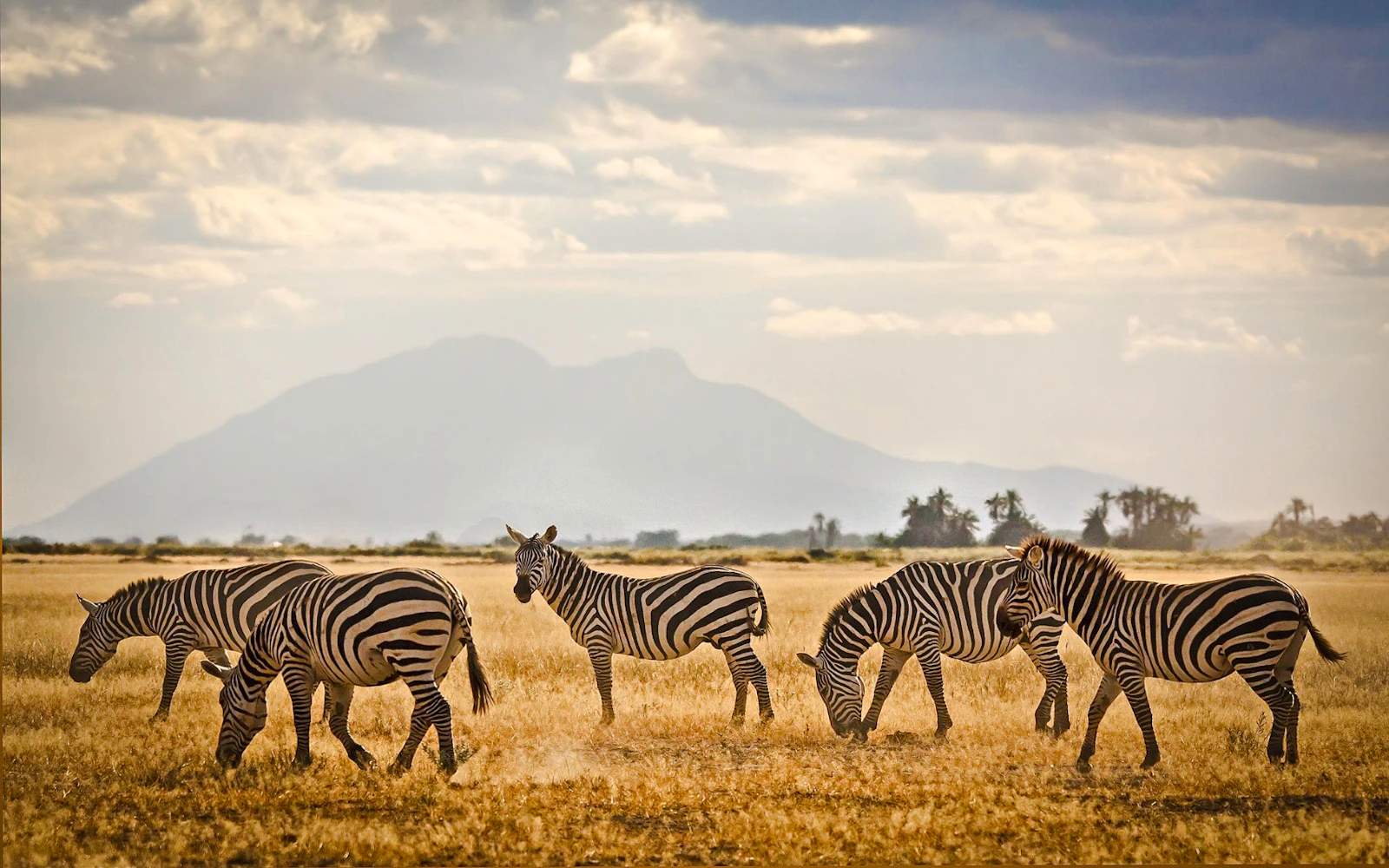 Amboseli National Park Day Tour (Product 56433)