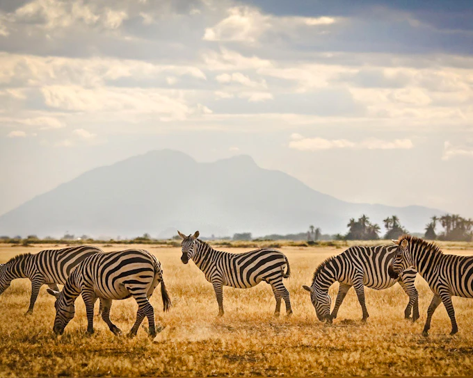 Amboseli National Park Day Tour (Product 56433)