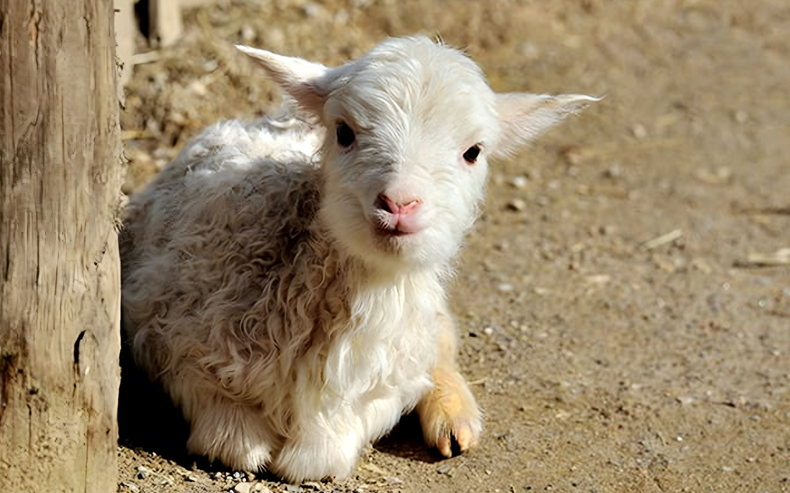 Petting Enclosure at Cologne Zoo