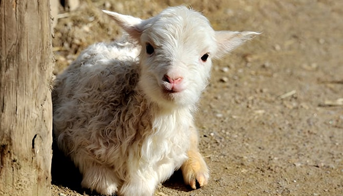 Petting Enclosure at Cologne Zoo