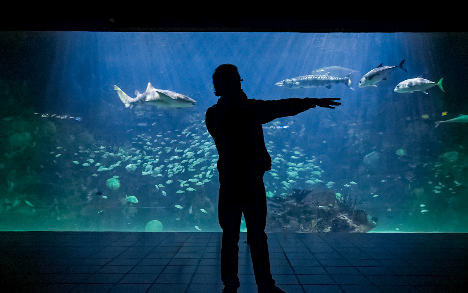 Tour guide explaining marine life at an aquarium exhibit