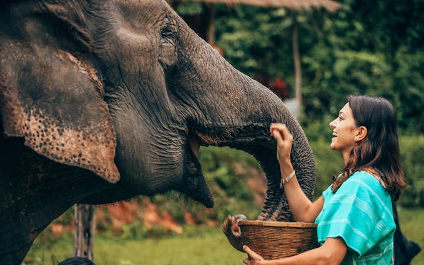 Elephant interacting with a woman holding a basket in a lush setting near Phuket.