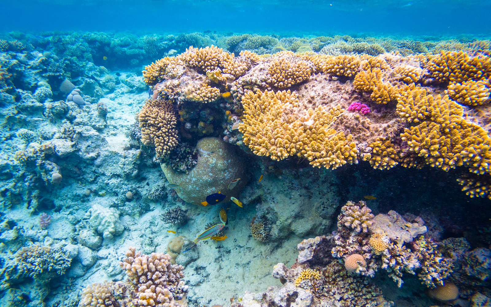 Caves of the Careless Reef in Hurghada