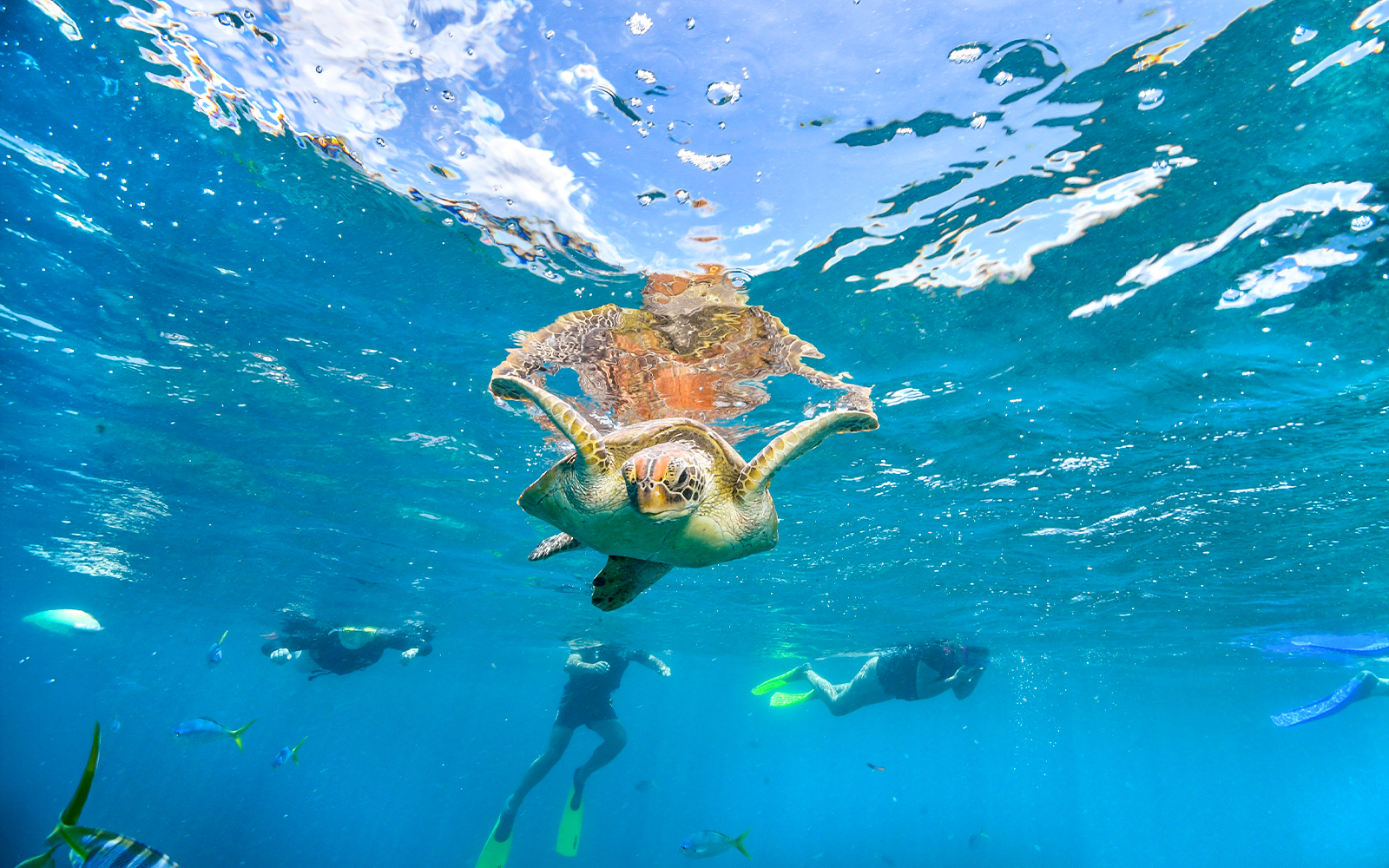 Snorkelers swimming with a sea turtle in Maui, Hawaii.