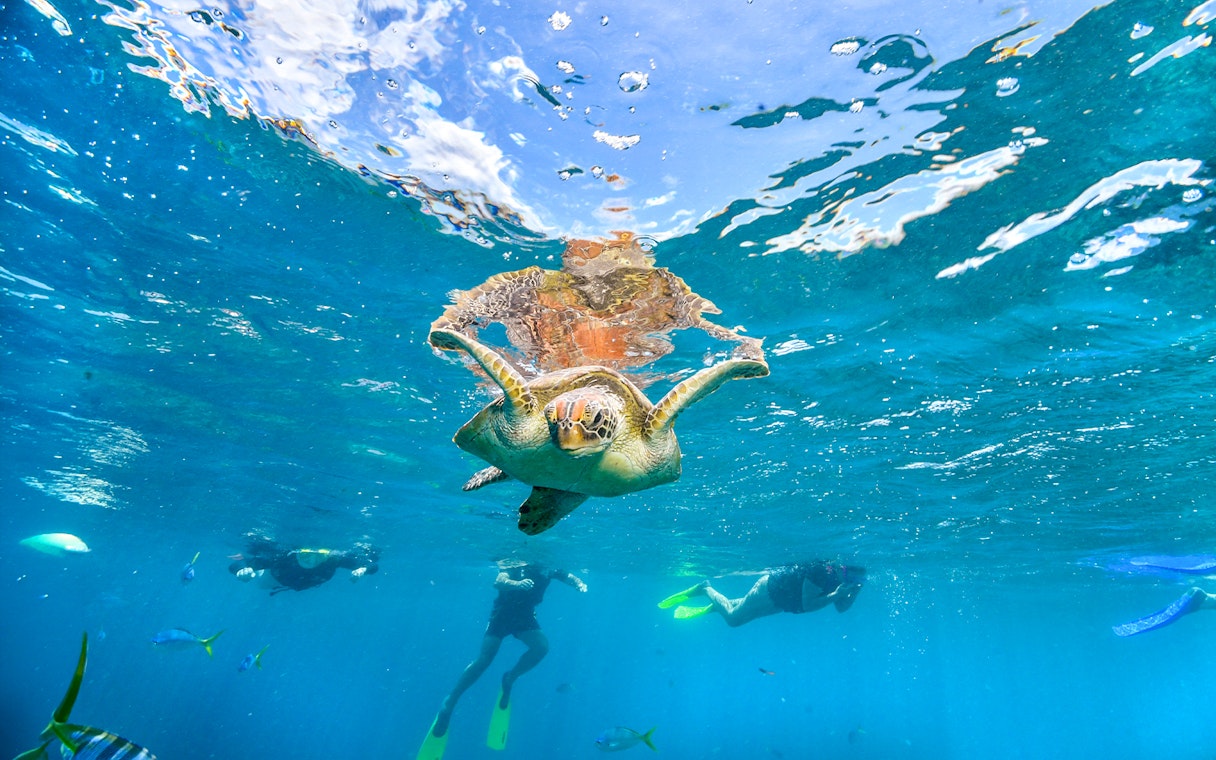 Snorkelers swimming with a sea turtle in Maui, Hawaii.