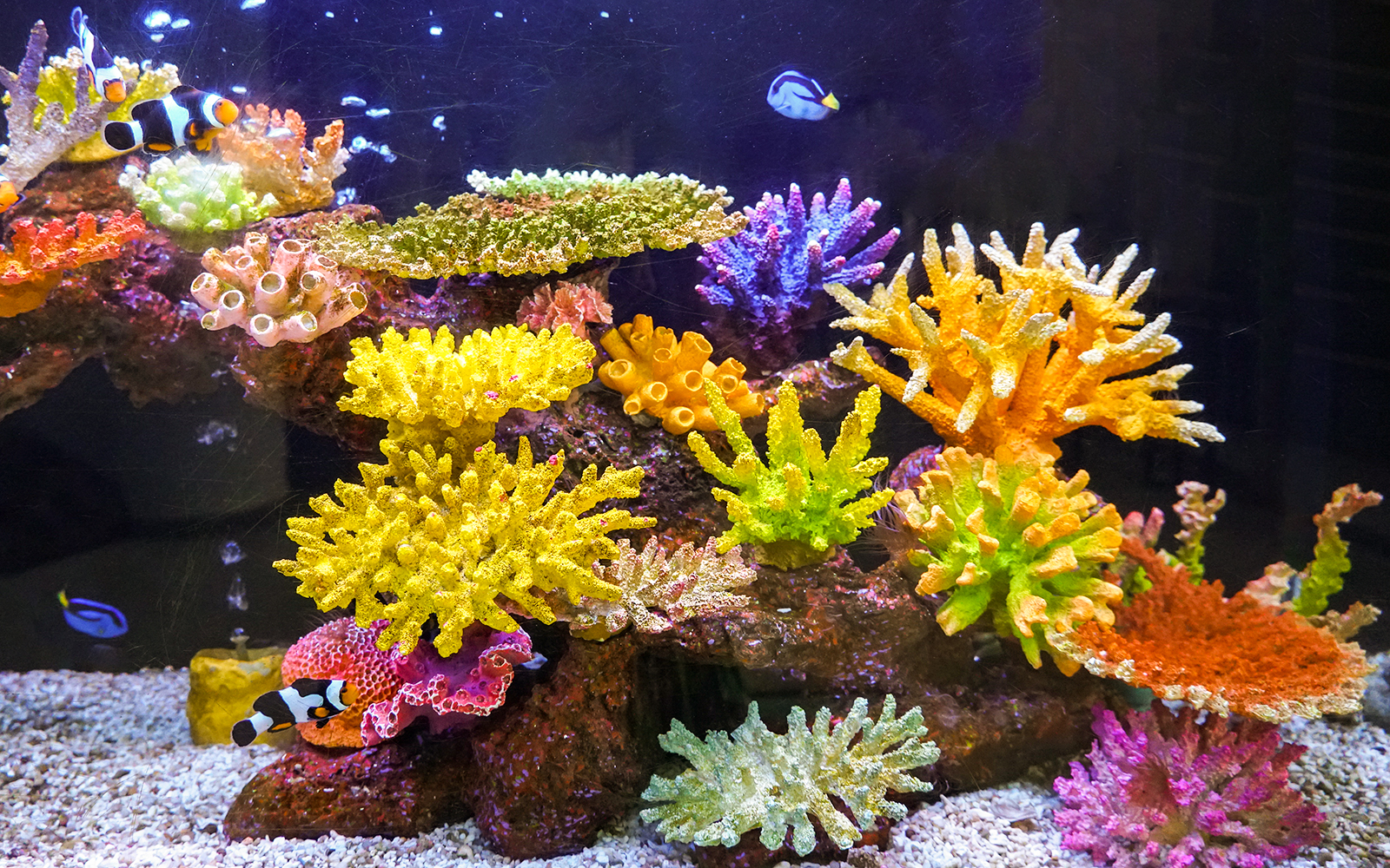 Colorful fish swimming among vibrant corals in an aquarium.