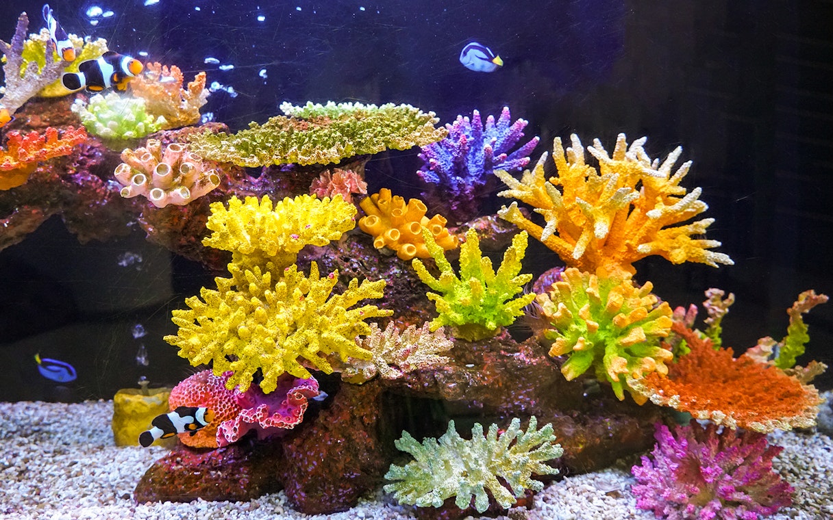 Colorful fish swimming among vibrant corals in an aquarium.