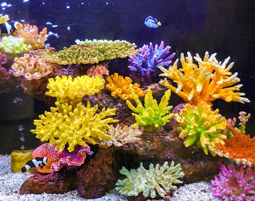 Colorful fish swimming among vibrant corals in a large aquarium.
