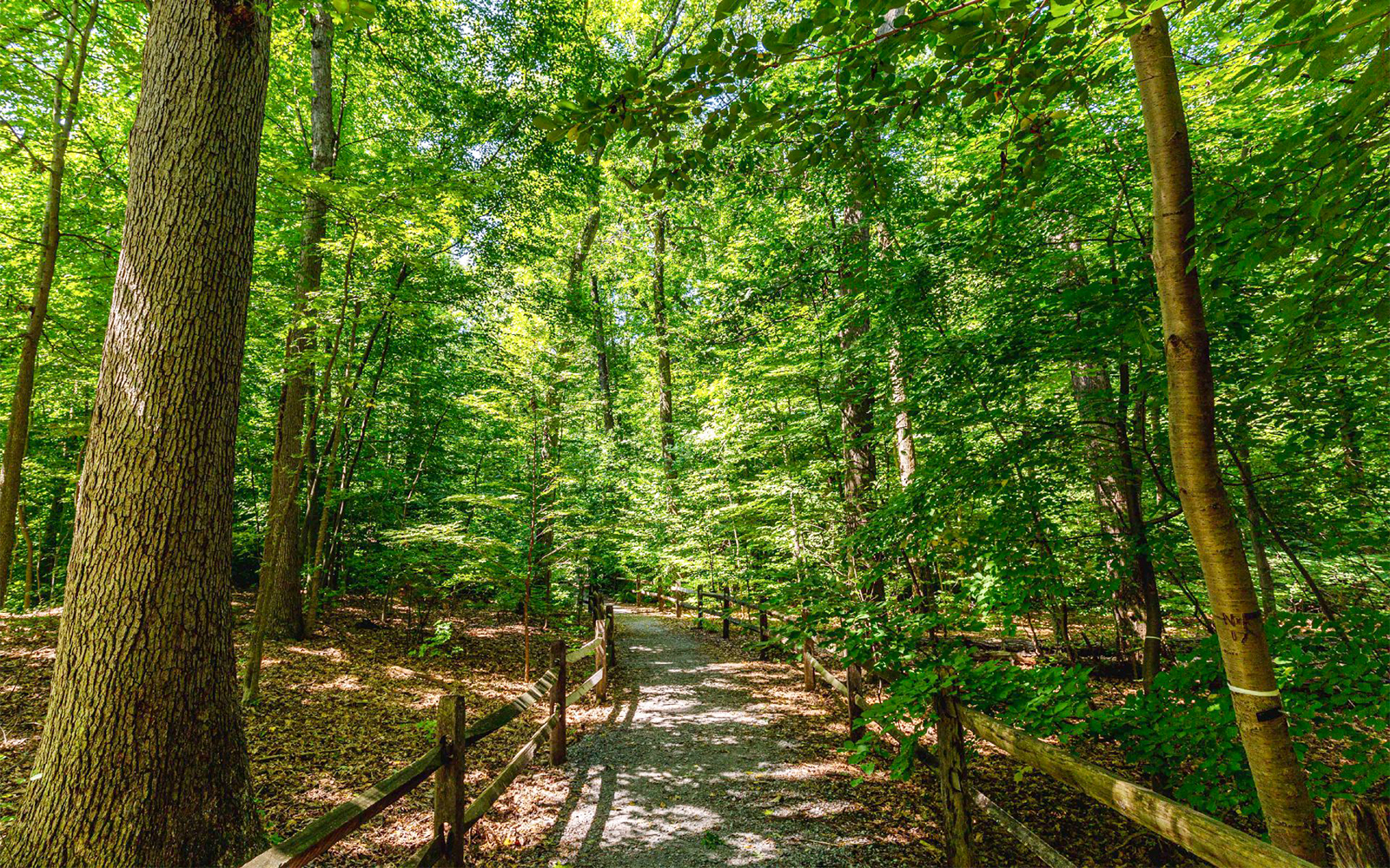 Pathway through Thain Family Forest at NYBG, surrounded by lush green trees.