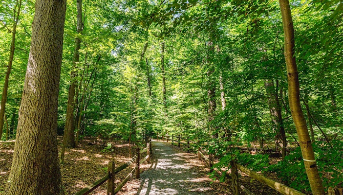 Pathway through Thain Family Forest at NYBG, surrounded by lush green trees.