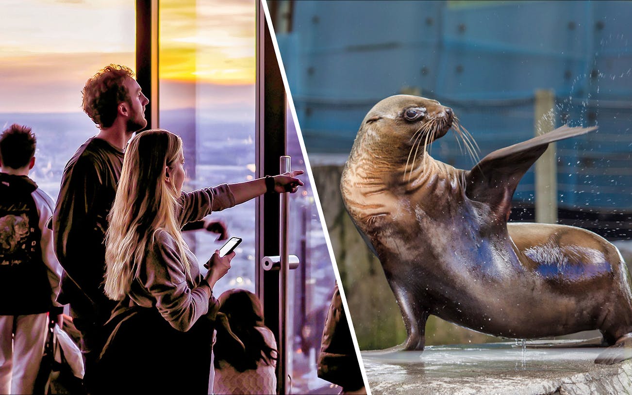 Visitors enjoying Melbourne Skydeck view; sea lion at Melbourne Zoo.