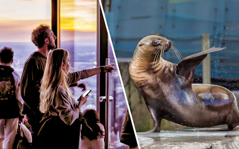 Visitors enjoying Melbourne Skydeck view; sea lion at Melbourne Zoo.