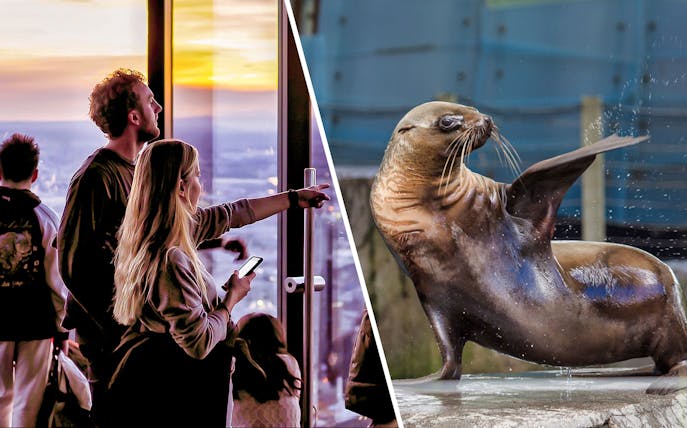 Visitors enjoying Melbourne Skydeck view; sea lion at Melbourne Zoo.