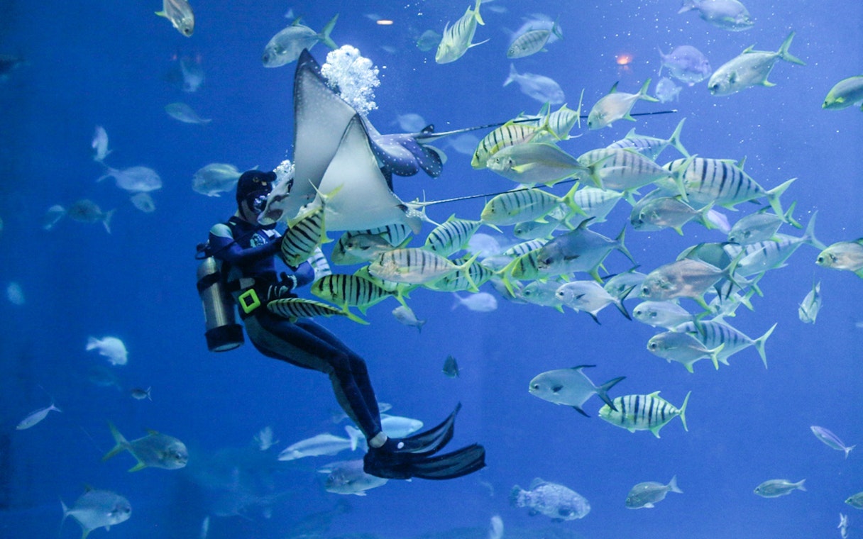 Diver interacting with fish and stingray at Istanbul Emaar Aquarium.
