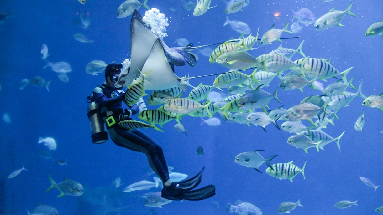 Diver interacting with fish and stingray at Istanbul Emaar Aquarium.
