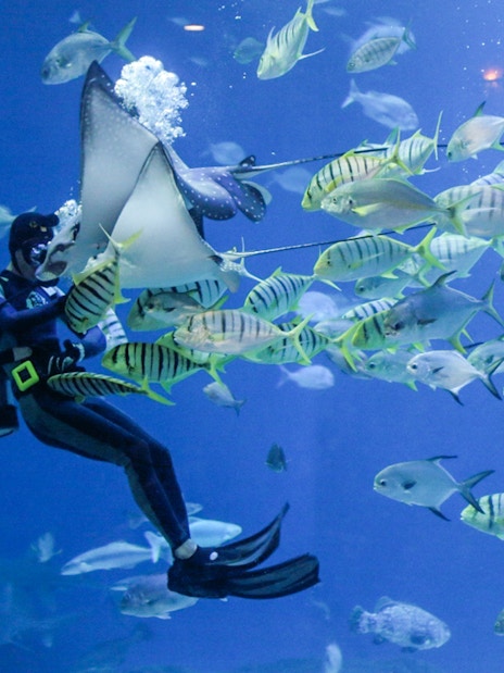 Diver interacting with fish and stingray at Istanbul Emaar Aquarium.