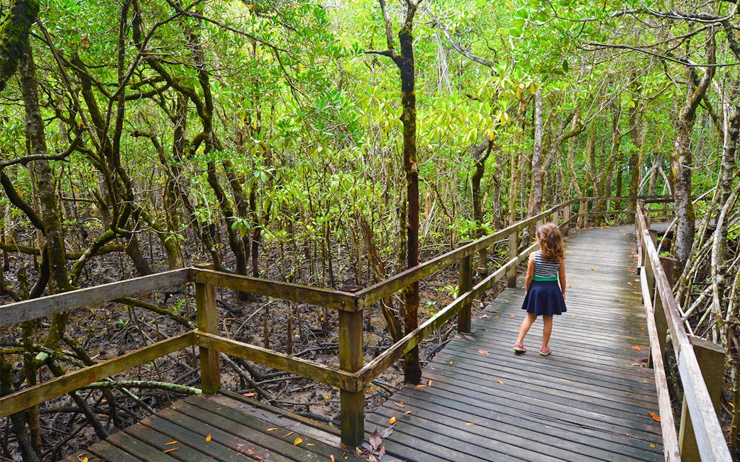 Child walking on a boardwalk through lush mangroves in Daintree National Park.