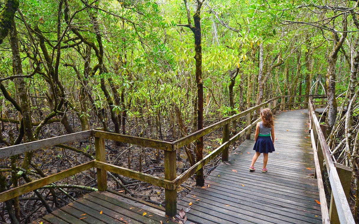 Child walking on a boardwalk through lush mangroves in Daintree National Park.