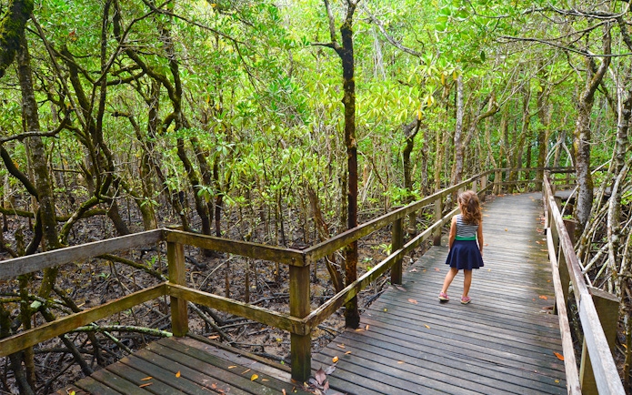 Child walking on a boardwalk through lush mangroves in Daintree National Park.