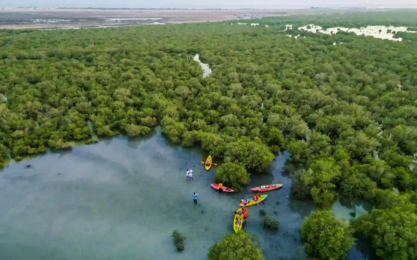 Doha Al Thakhira Mangroves Guided Kayaking Tour Image 2