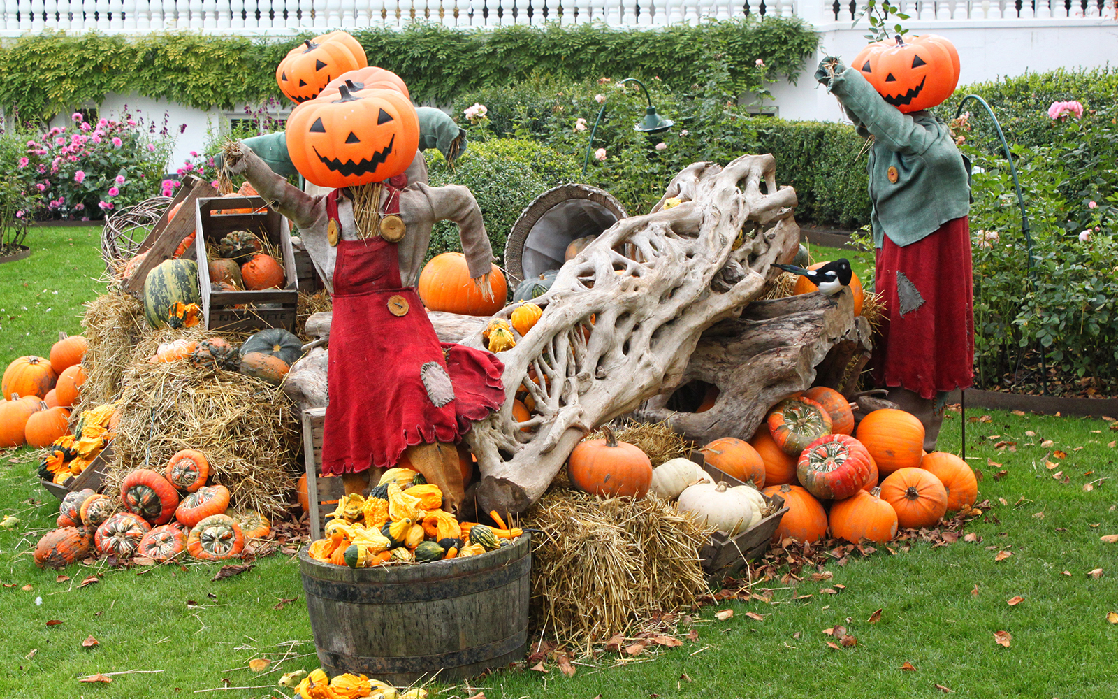 Pumpkin-headed scarecrows in a garden with hay bales and assorted pumpkins.